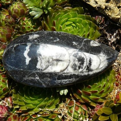 Orthoceras zkamenělina II