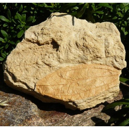 Otisk listu v pískovci