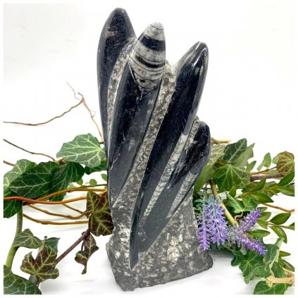 Věžička orthoceras III