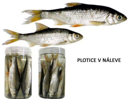 PLOTICE V NÁLEVE 10-12 cm