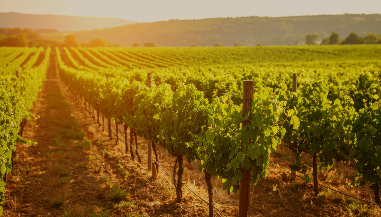 Odroda viniča - Cabernet Sauvignon