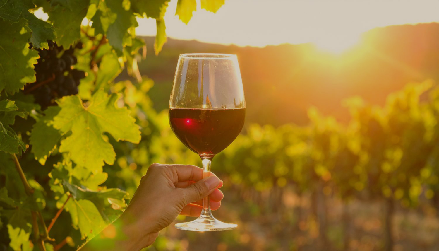 Odroda viniča - Merlot