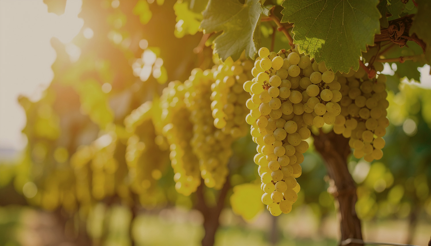 Odroda viniča - Verdejo