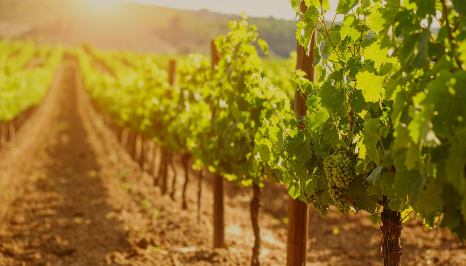 Vinohradnícke oblasti D.O.Ca Rioja