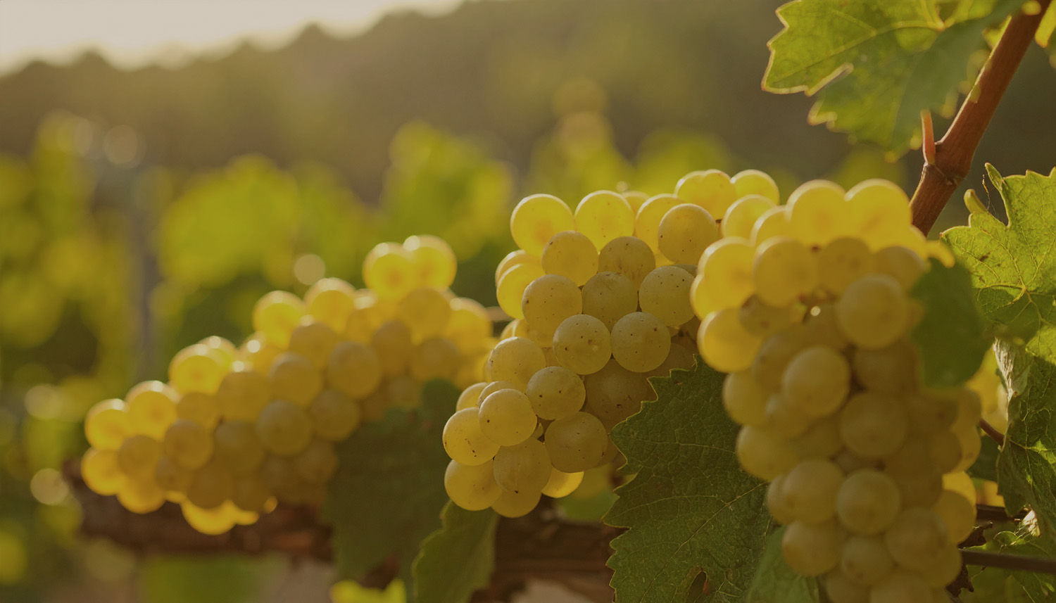 Odroda viniča - Albariño