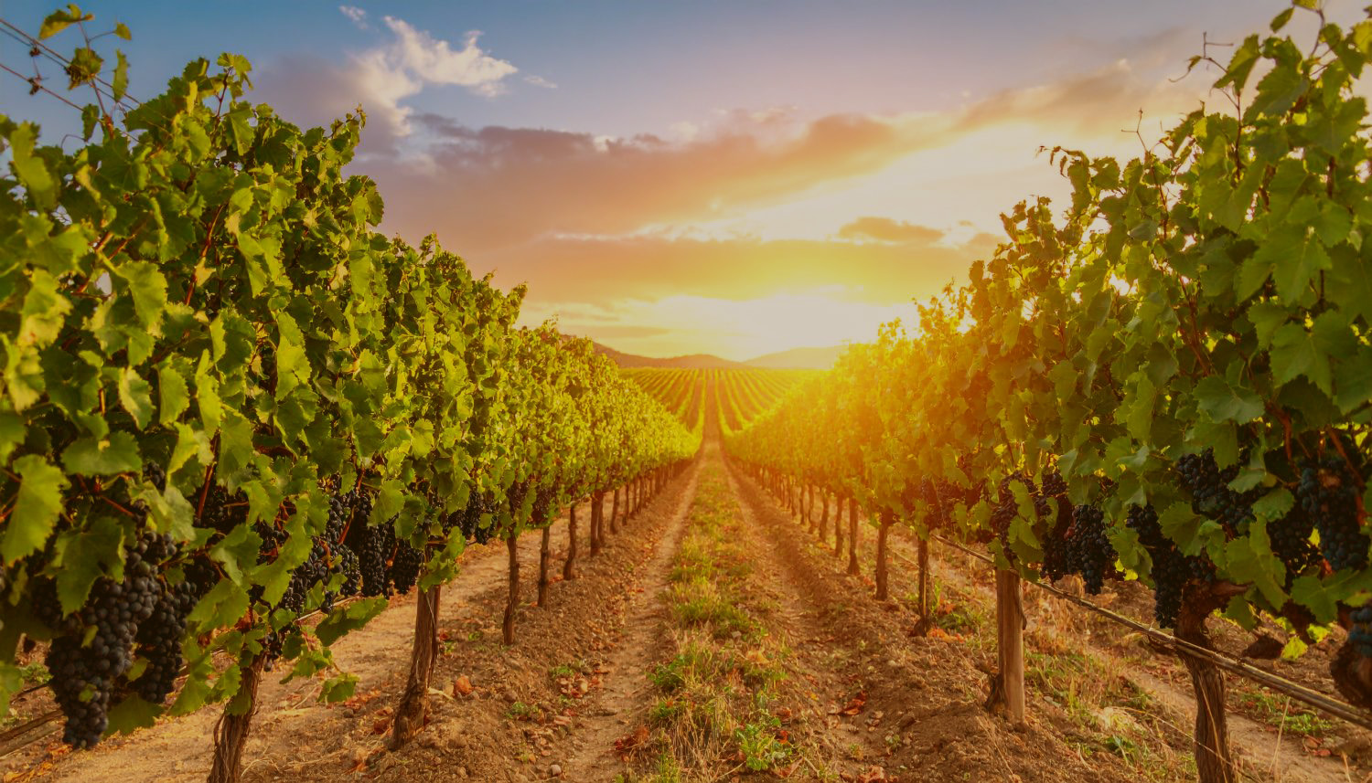 O vinárstve Bodega Inurrieta