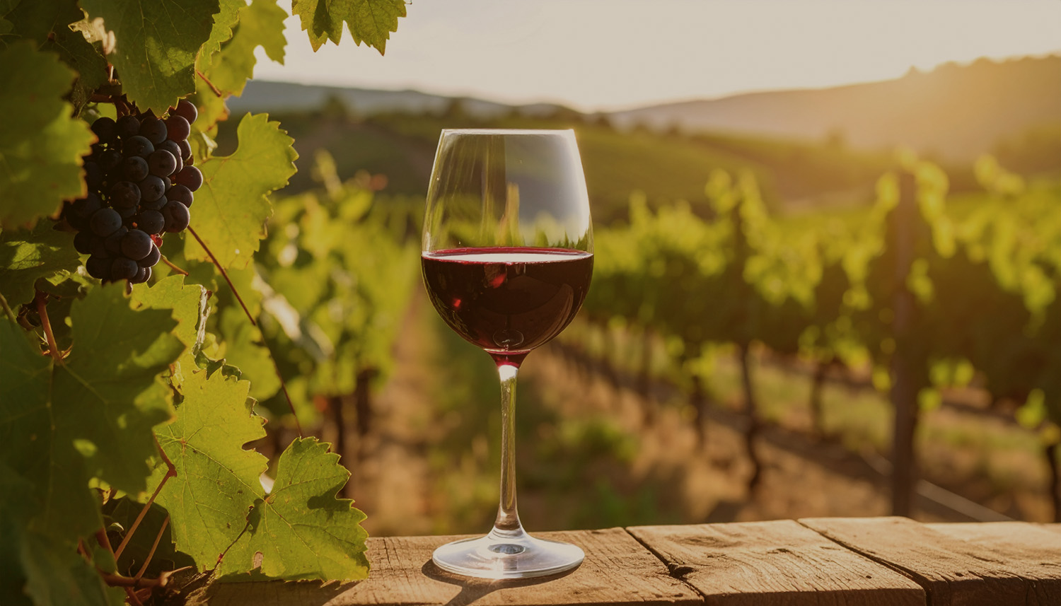 Odroda viniča - Tempranillo Blanco