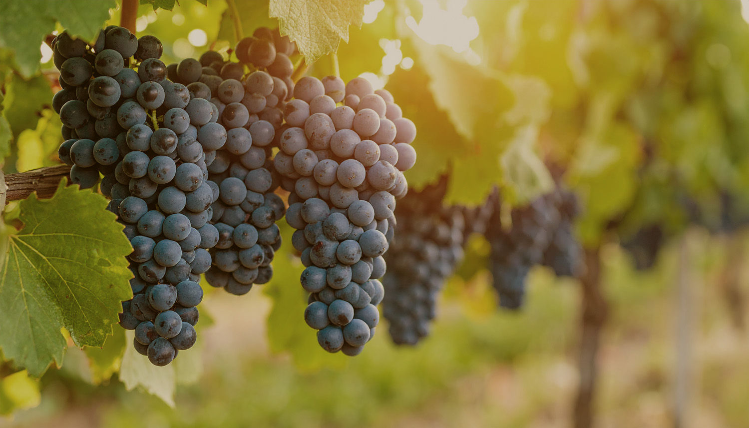 Odroda viniča - Tempranillo