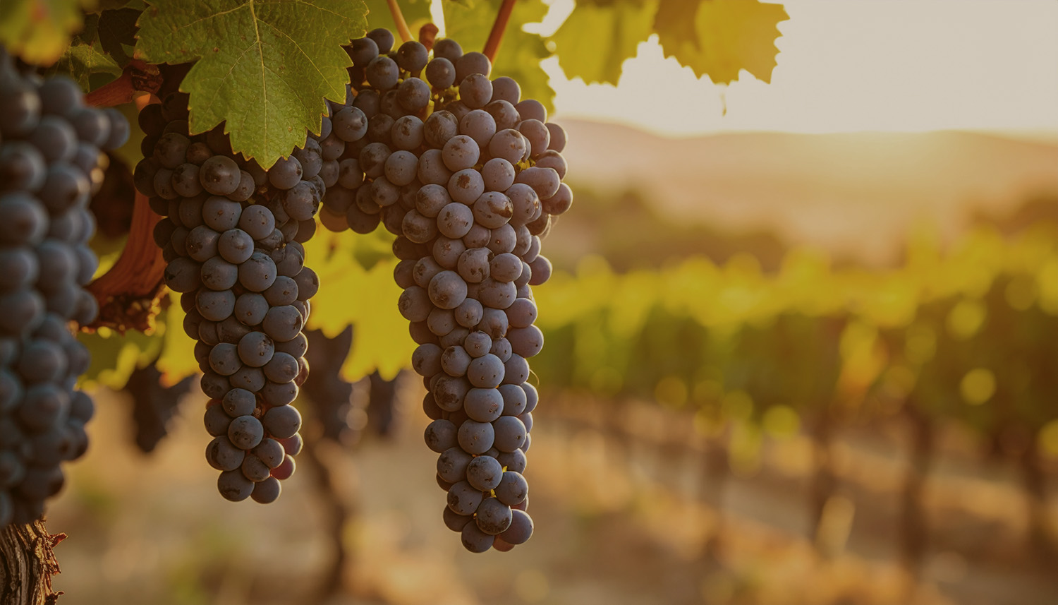 Odroda viniča - Garnacha