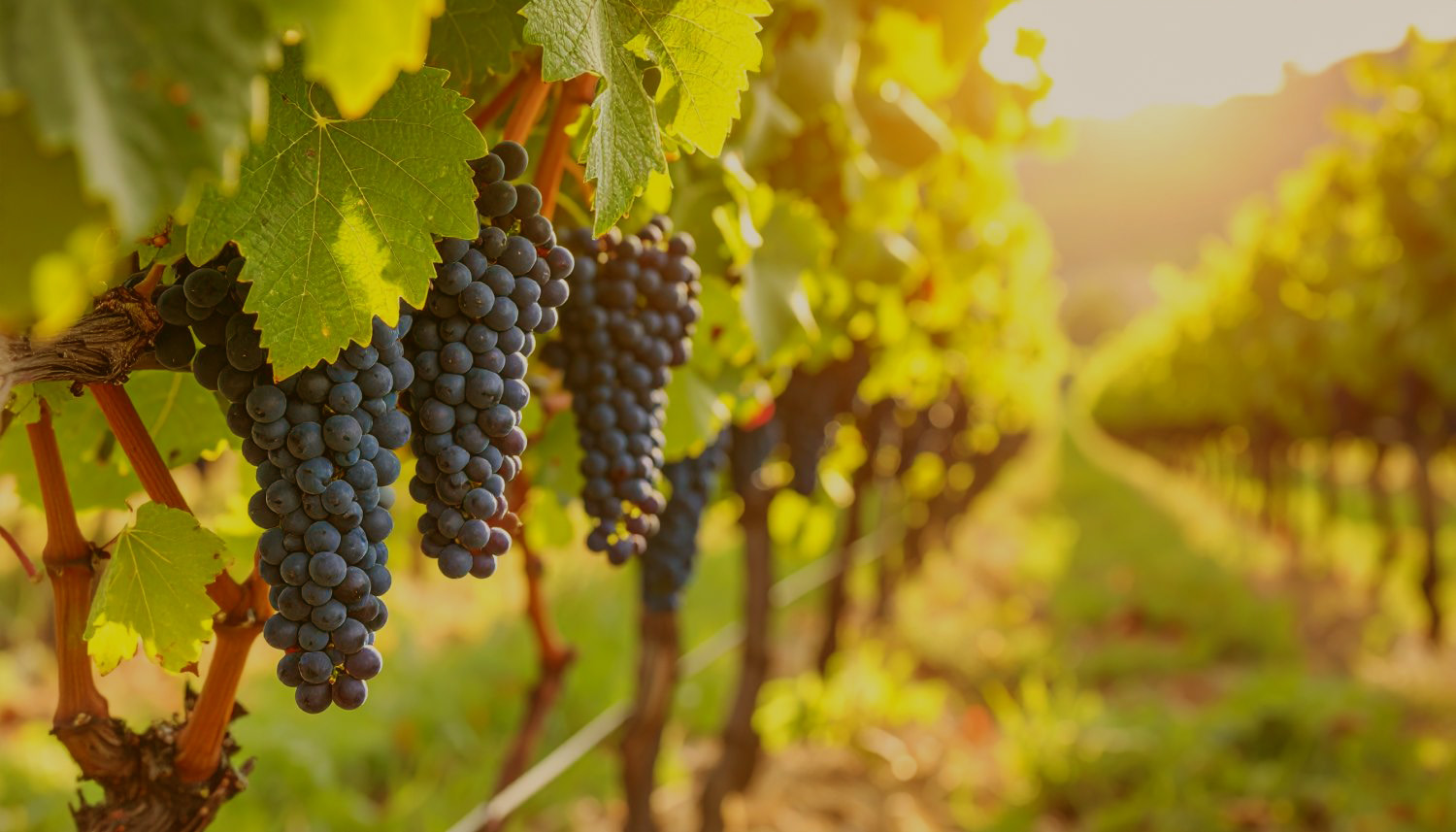 Odroda viniča - Syrah