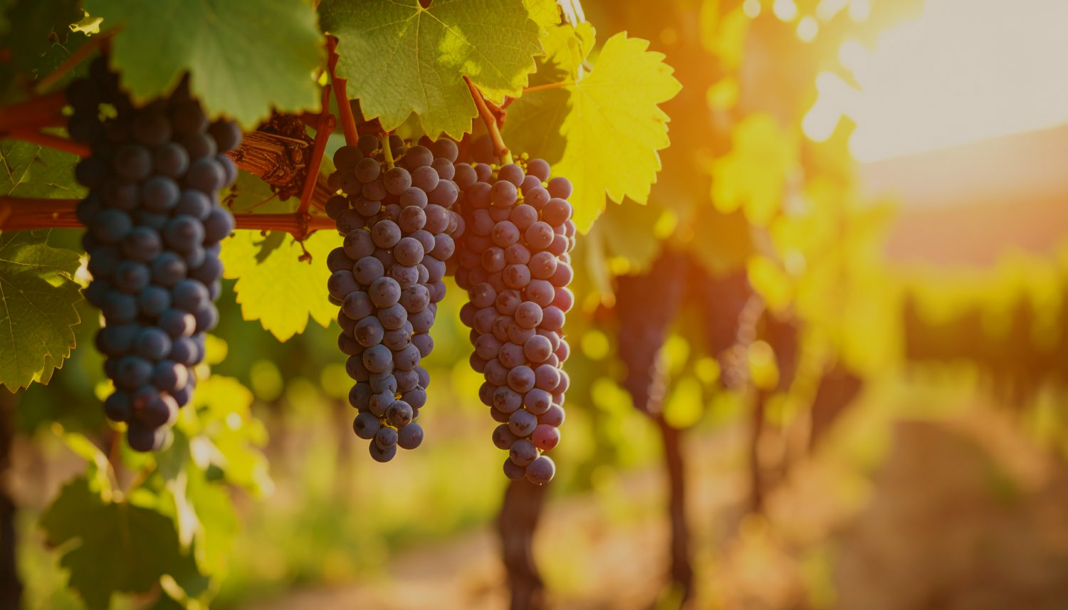 Vinohradnícke oblasti D.O. Ribera del Duero