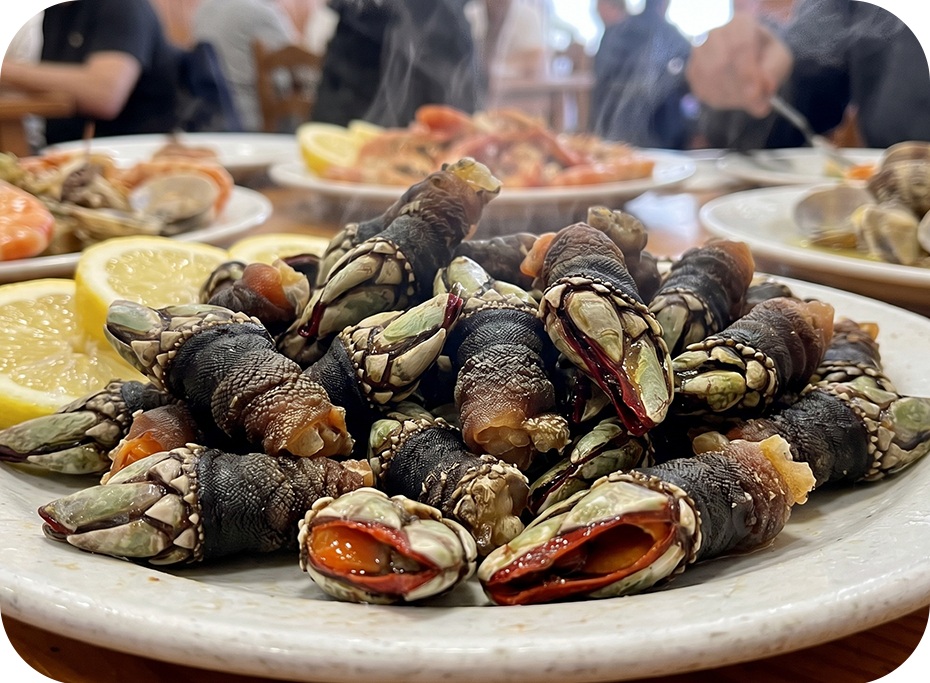 Percebes