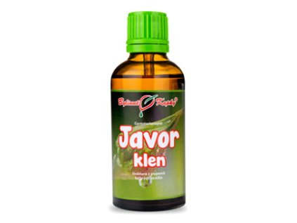 javor klen tinktura