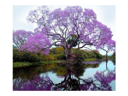 Paulownia cinsky strom