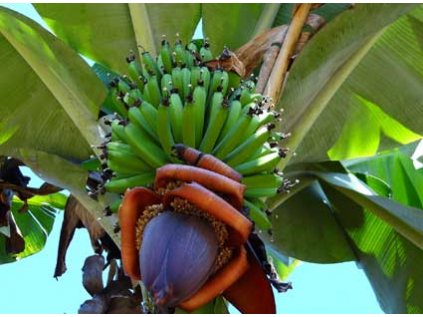 banan plod kvet