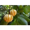 garcinia cambogia 342760 1920