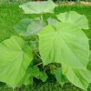 Paulownia listy