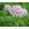 valeriana kvet