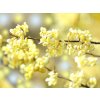 litsea cubeba kvet