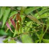 neem listy