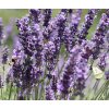 levandule