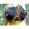 caga chaga