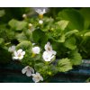 bacopa brahmi kvet