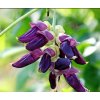 Mucuna pruriens kvet