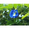 clitoria ternatea