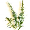 estragon rostlina