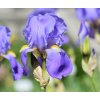 iris Germanica
