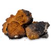 chaga