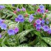plicnik lekarsky herb