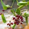 smilax lekarsky