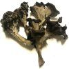 Craterellus cornucopioides