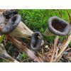 Strocek Craterellus cornuco