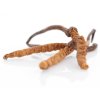 cordyceps