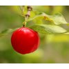 acerola plod