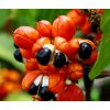guarana plod rostlina