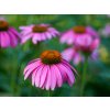 echinacea kvet