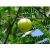 amla amalaki rostlina
