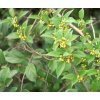 gymnema liana