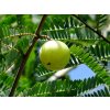 amla amalaki rostlina