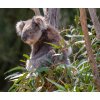 eukalyptus koala