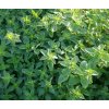dobromysl oregano