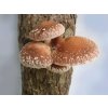 shiitake houba