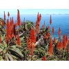 aloe kapska kvet