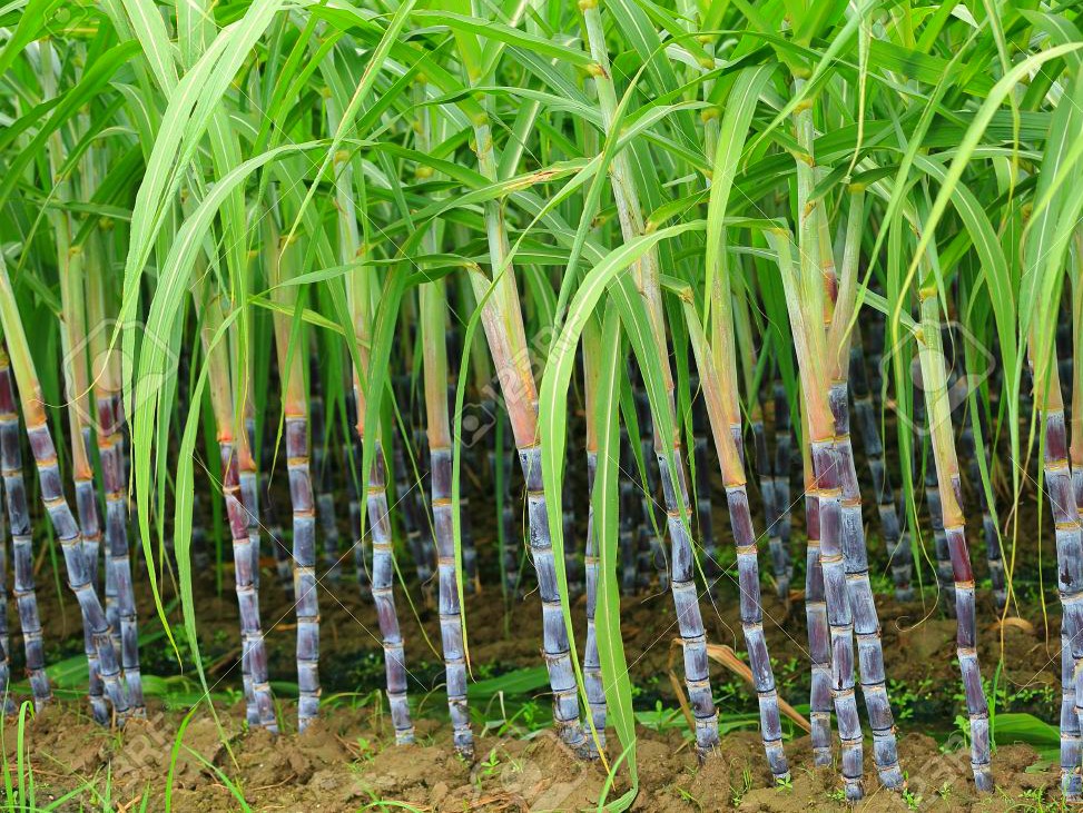 sugarcane