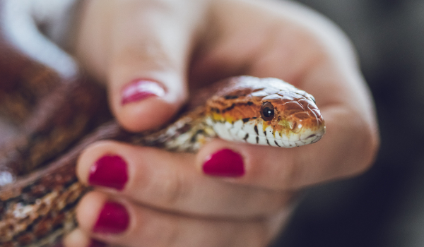 Snake nailsss: Nehtové zdobení inspirované hadí kůží