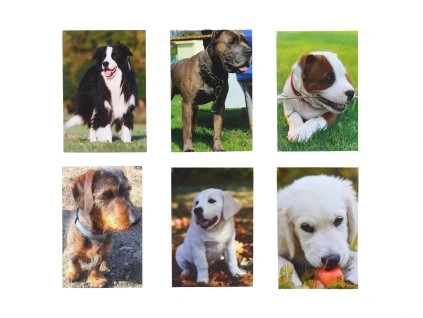 Notes lepený Pes MINI 40l 6x8,5 cm